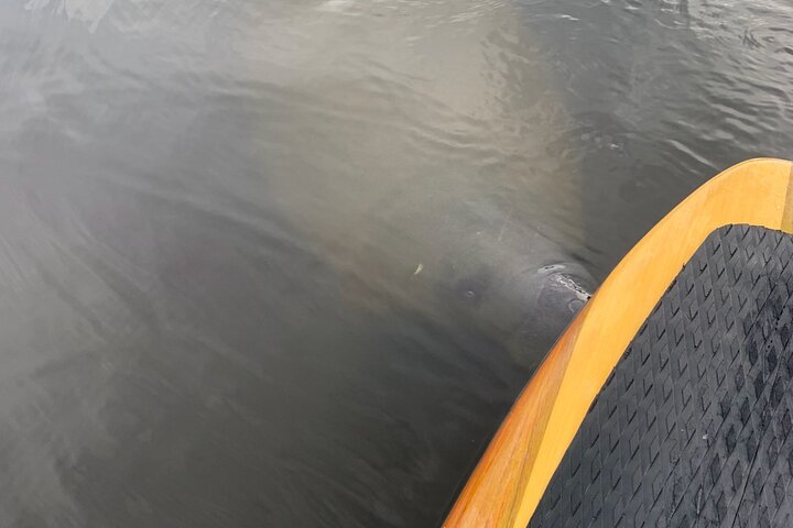 New Smyrna Dolphin and Manatee Kayak and SUP Adventure Tour - Photo 1 of 25